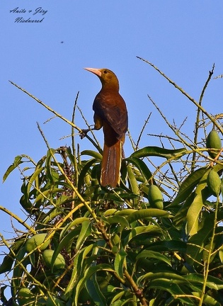 Breithauben-Stirnvogel (Psarocolius angustifrons)